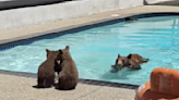 Watch the cutest bear cub home invasion video you’re likely to see this year