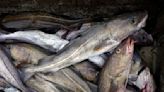 Canadá pone fin a la veda de la pesca de bacalao en Terranova después de más de 30 años