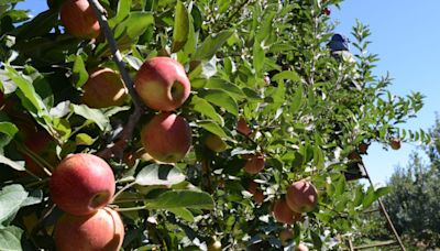 La fruticultura es la quinta economía regional de Argentina: la importancia de Río Negro y la Patagonia - Diario Río Negro