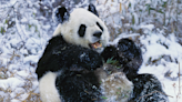 Adorable Pandas Playing in the Snow Are Full of Holiday Cheer