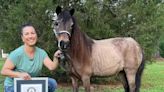 South Carolina horse breaks world record for longest tail on a miniature horse