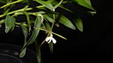 Agua de coco y polvo de banano para salvar a la orquídea "dama de noche"