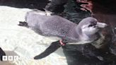 London Zoo penguin chicks have their first swimming lesson