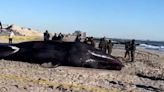 Sperm whale dies after washing up on New York beach in devastating footage