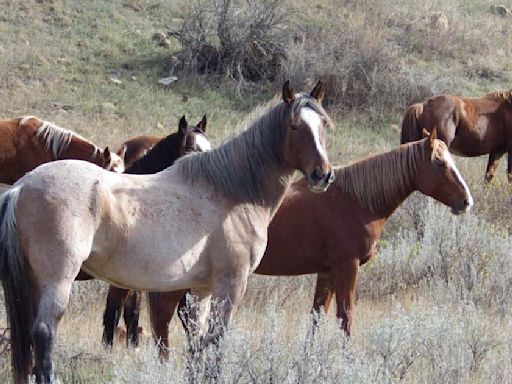 Wild horses to remain in North Dakota's Theodore Roosevelt National Park, lawmaker says