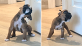 4-Week-Old Boxer Puppy's Tiny Howls Are Giving Baby Goat Vibes