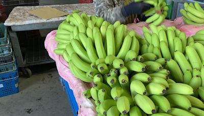 本土香蕉價格低迷 高雄未達農糧署啟動去化收購標準