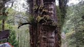 El árbol más antiguo de la Tierra se encuentra en Sudamérica: cómo es y cuántos años tiene | Mundo