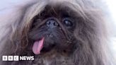 Watch: Meet Wild Thang, the world's ugliest dog