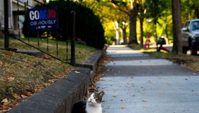 Politicians' unfounded claims that immigrants eat pets have led to safety issues in Ohio