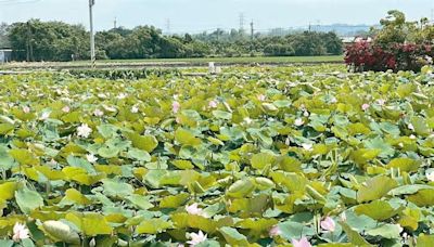 「及時雨」報到 白河蓮花季揭幕