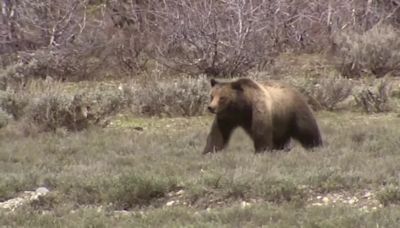 Grizzly killed near Wolf Creek, cub in care of FWP