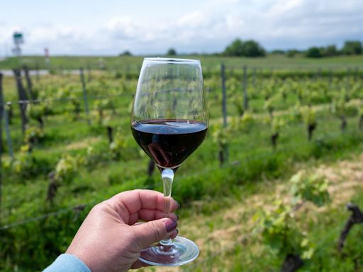 Malbec francés: el país europeo se sube al éxito del vino insignia argentino y busca competir en el mercado más importante