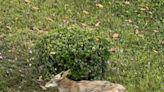 芳泉谷公園 傳土狼襲2歲童