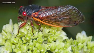 When will cicadas emerge in Virginia? Here's what to know