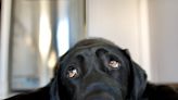 A black Lab mix has been at a Washington shelter for over 500 days. The volunteer who posted his story on TikTok thinks 'black-dog syndrome' could be to blame.