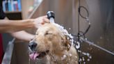 30 Best Dog Shampoos for Odor