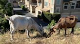 No kidding: California overtime law threatens use of grazing goats to prevent wildfires