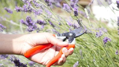 Lavender pruning method ensures a ‘prolific crop of flowers’ every summer