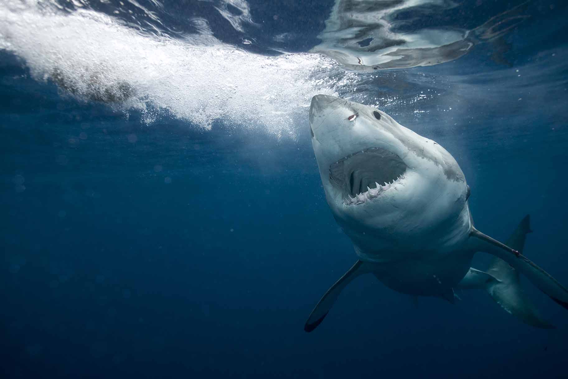 The 6 Coolest Things You (Probably) Didn't Know About Sharks