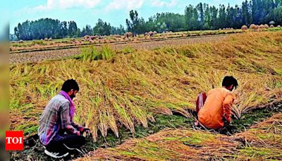 Ludhiana Imposes Nighttime Ban on Paddy Harvesting to Combat Dew Damage | Ludhiana News - Times of India