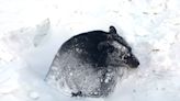 Black Bear Rescued After Spending Days Stuck in Icy Minnesota Culvert