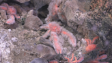 Pink, fuzzy and lurking deep in the ocean — new lobster species is one of 5 just found