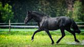 Rescued Carriage Horse's Joyful New Life at Sanctuary Is a True Heart-Warmer