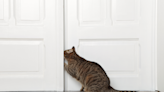 Science-Backed Reason Why Cats Hate Closed Doors Is Actually Hilarious