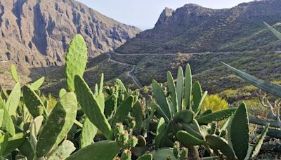 Tourists flock to Tenerife's picture-perfect beauty spot where missing Jay Slater was last seen