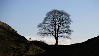 Acusado de tumbar un árbol famoso en Reino Unido se declara no culpable