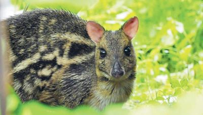 Rare Indian Mouse Deer Survives Poaching Attempt in Ambarnath-Badlapur Forest