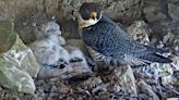 Watch live: Peregrine falcon webcam up and running on Alcatraz Island