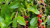 Make birds happy by planting a black cherry tree in your yard | Legare