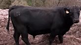 Legend of the bull: Cow might have gone flying during severe weather at Ga. farm