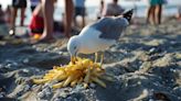 Un hombre en EEUU decapitó una gaviota por robarle las papas fritas a su hija