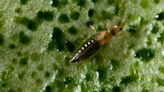 Taming a pest: New invasive species to Florida is tiny but deadly to landscapes and crops