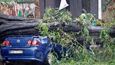 Cae árbol en auto en BJ; muere mujer | El Universal