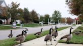5 ways to make Canada geese go away (plus legal penalties for harming them)