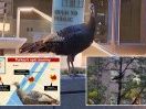 What the peck?! Wild turkey spotted strutting around Manhattan after epic journey