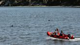 Over 100 dolphins rescued from Cape Cod shallows in extensive effort