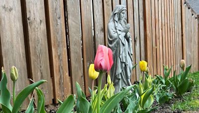 Springtime with Mary: Trust, Light, and Fertile Ground