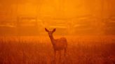 Clouds of wildfire smoke are toxic to humans and animals alike