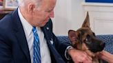 President Biden’s Dog Commander Bites Another Secret Service Agent (Here’s How a Responsible Dog Parent Should Respond)