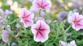 How to Grow and Care for Petunias, Which Thrive in Everything from Containers to Garden Beds