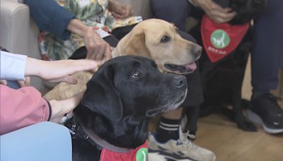 有安老院舍引入友伴犬 長者稱生活更開心及有尊嚴