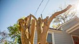 Don’t commit ‘Crape Murder.’ Here’s how to properly prune a crape myrtle tree