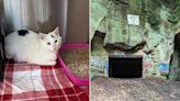 Rescue Wants Answers After Finding a 'Very Scared' Cat Abandoned in a Cave with No Food or Water