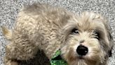 Pet of the Week: Cute Clover is mannerly