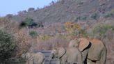 Elephants trample a Spanish tourist to death in South Africa. He left a car to take photos